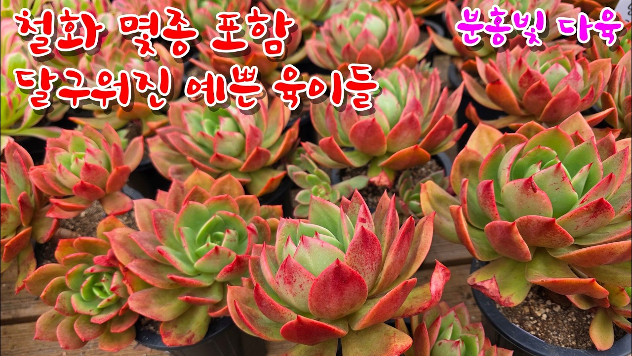 [26/2/10] 철화 몇종 포함 달궈진 예쁜 육이들 60여종