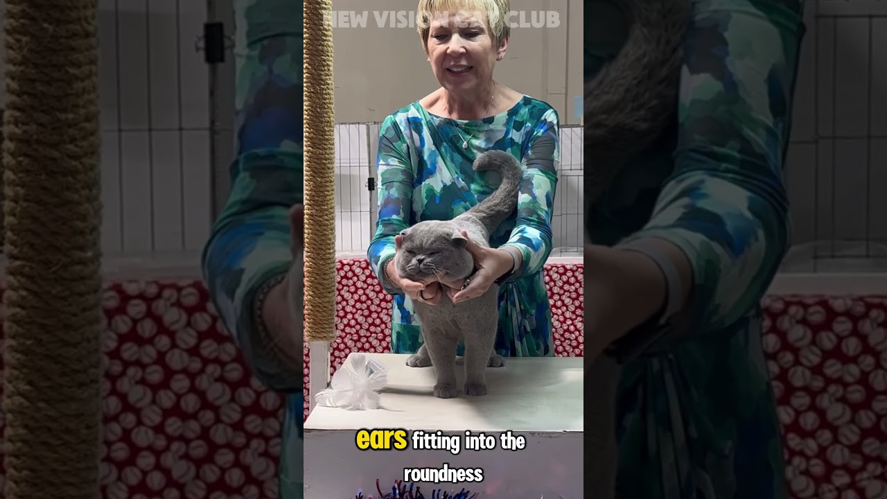 𝐁𝐑𝐈𝐓𝐈𝐒𝐇 𝐒𝐇𝐎𝐑𝐓 𝐇𝐀𝐈𝐑.   #catshow #britishshorthair #britishblues #bluecats