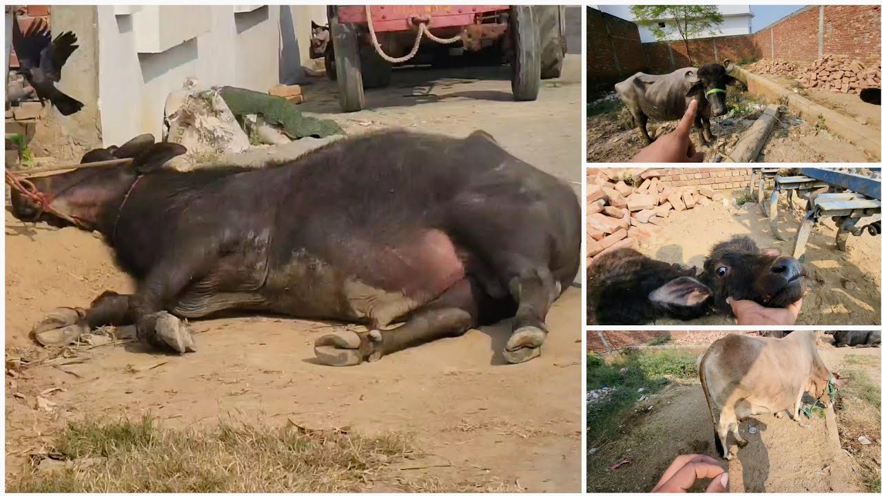Es Buffalo Male Ko Kya Hogya 😳 Cow Ke Ghar Pe 😰