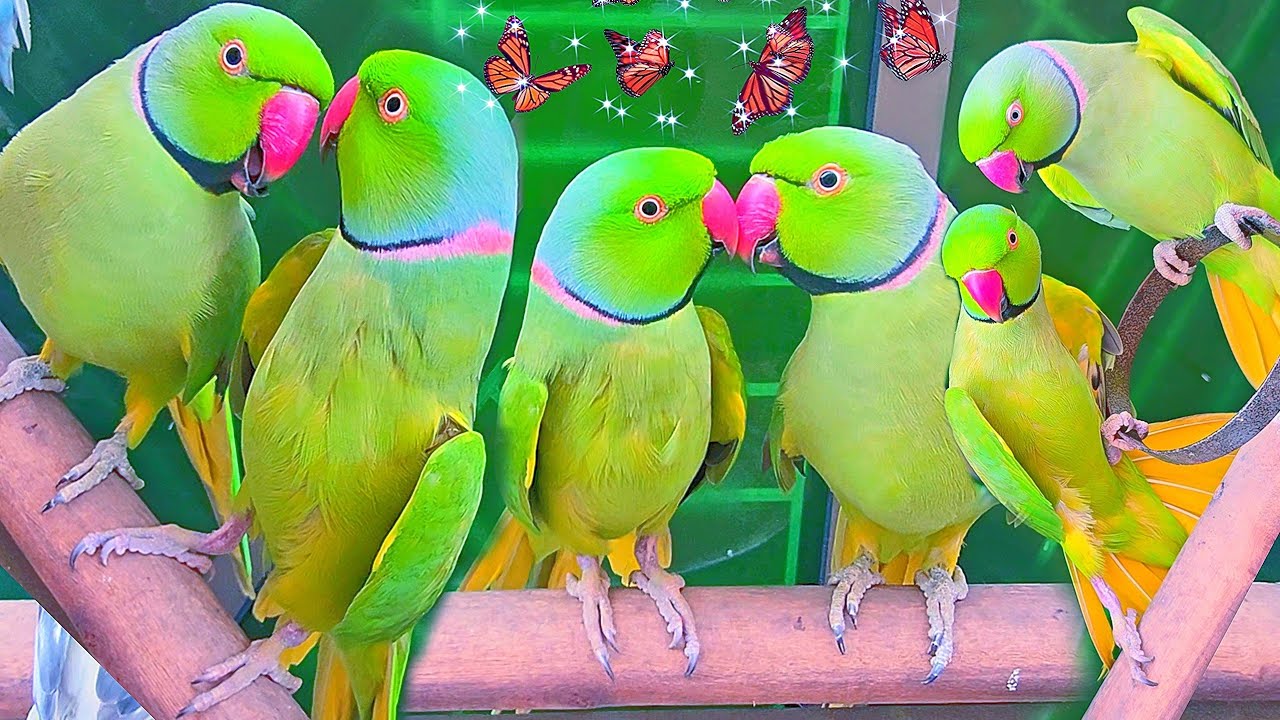 Parrots Compilation🎊Green Toty Awza Best Voices🌸🥀