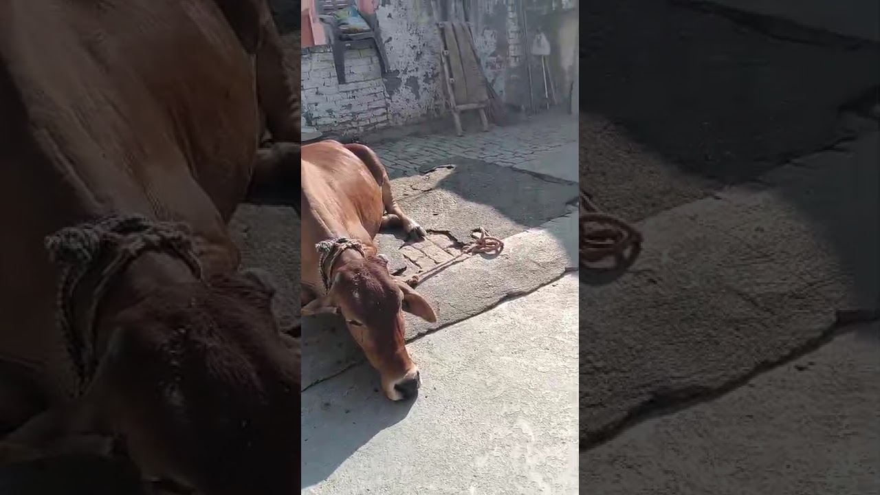Red color ke cow, Amazing cow's video