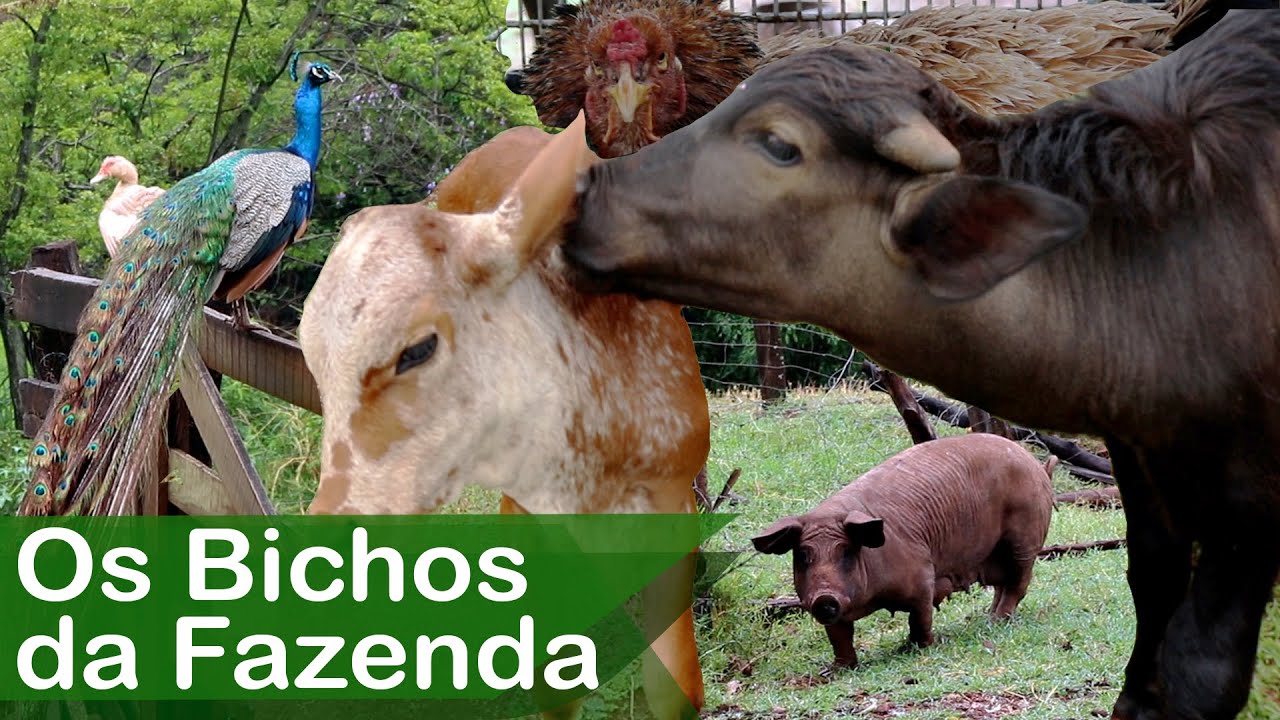 Bichos da Fazenda Galinhas, Patos, Pav&atilde;o, B&uacute;falo, Cavalo e Boi