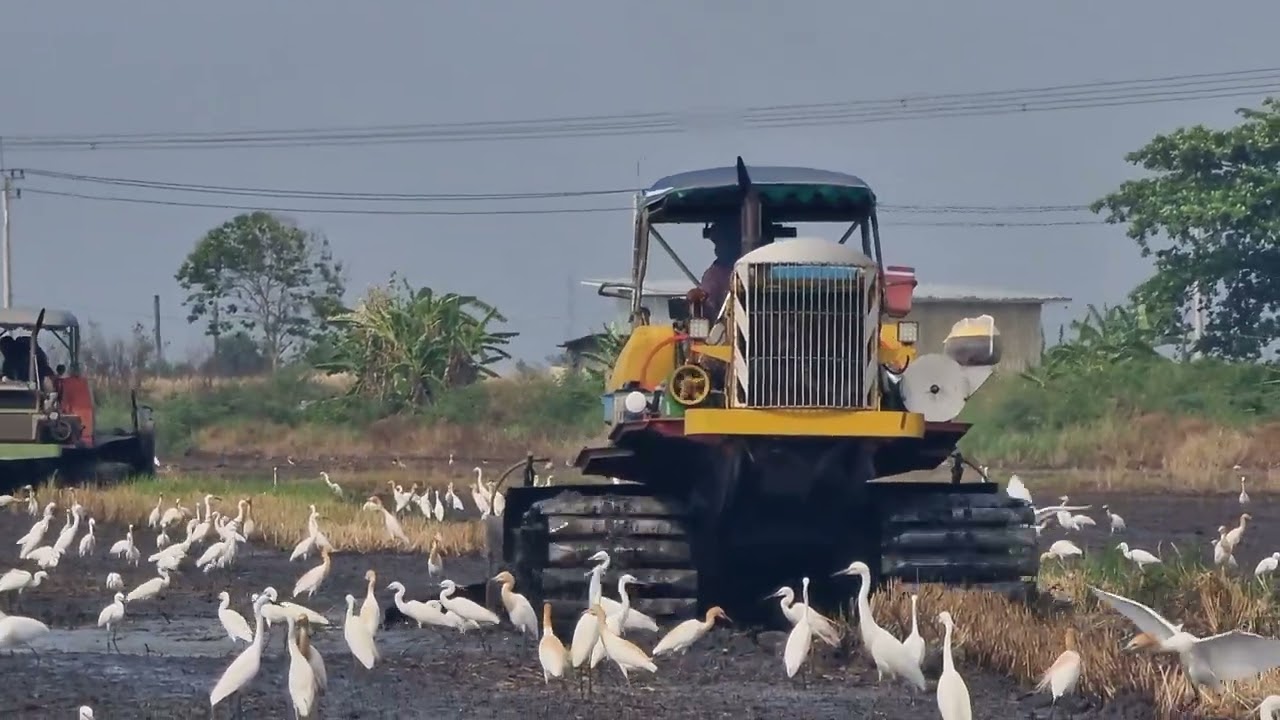 Tractor Thailandรถตีดินเครื่องV8 แรงจริง คล่องตัวมาก หน้างายพนัสนิคม รถบางน้ำเปรี้ยว 23 มีนาคม 2024