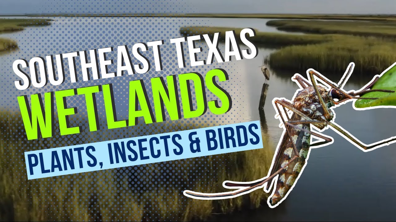Southeast Texas Wetlands: Plants, Insects and Birds