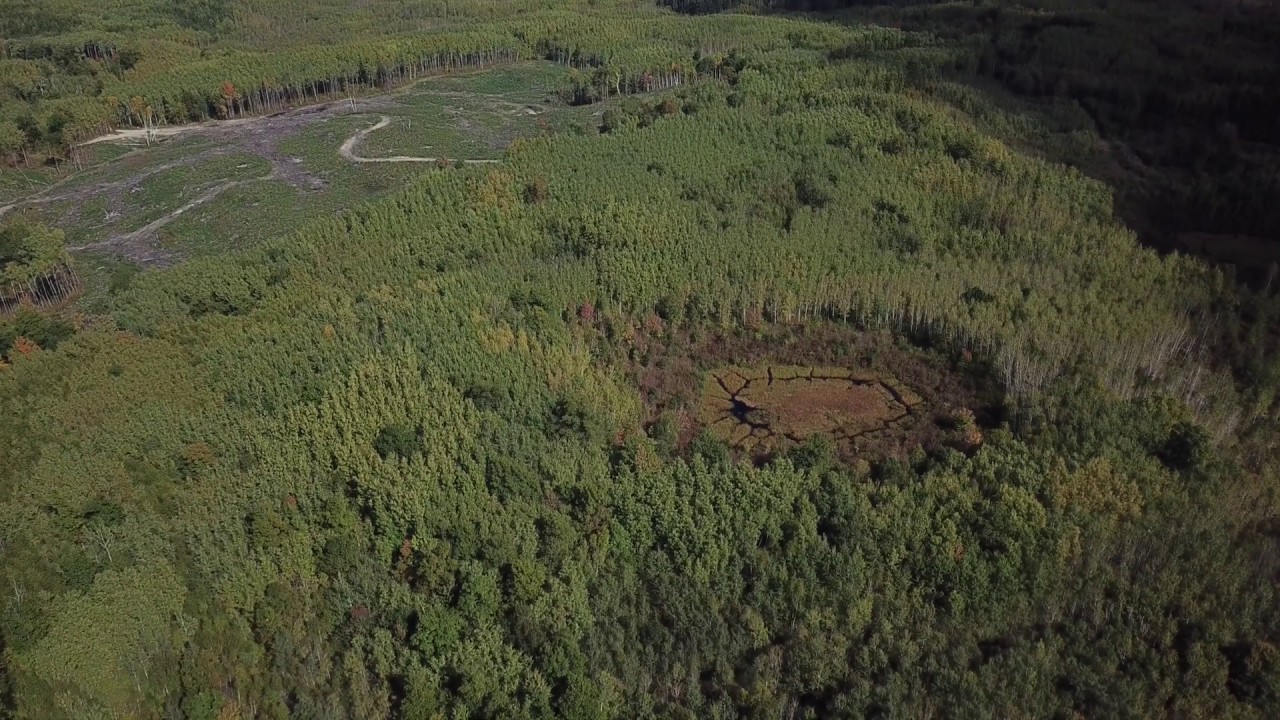 Drone: Paul Bunyan State Forest 9/28/19