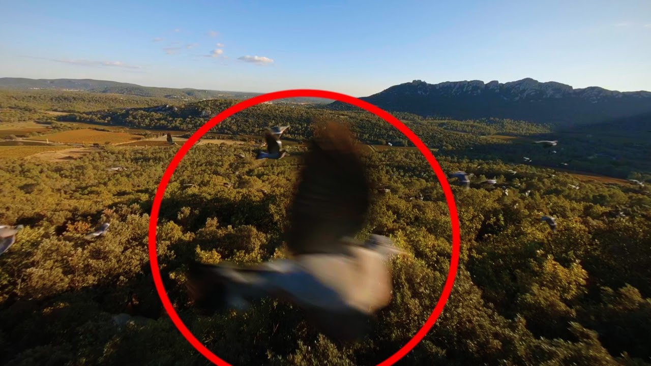 Flock of birds attack FPV drone 👀