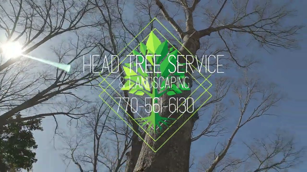 Head Tree Service Jan 16 2026 Clermont Ga