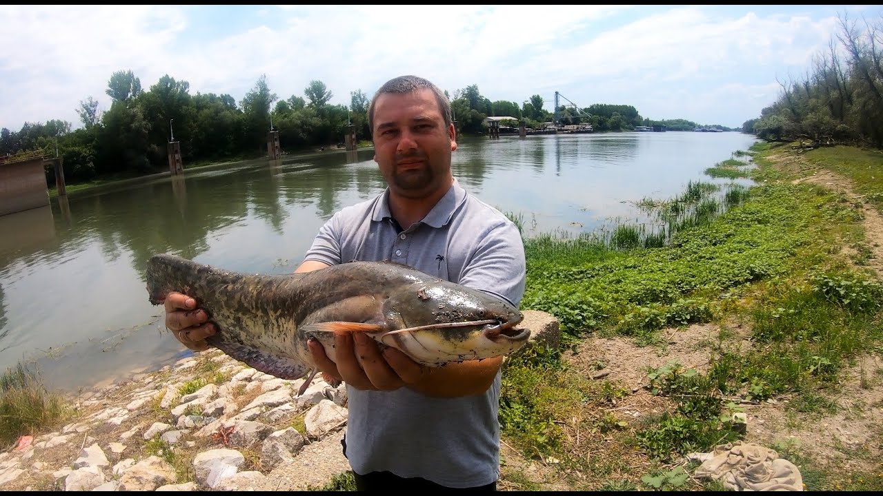 varalicarenje pecanje stuke , bucova , soma - Pike , asp , catfish fishing  kompilacija ulova