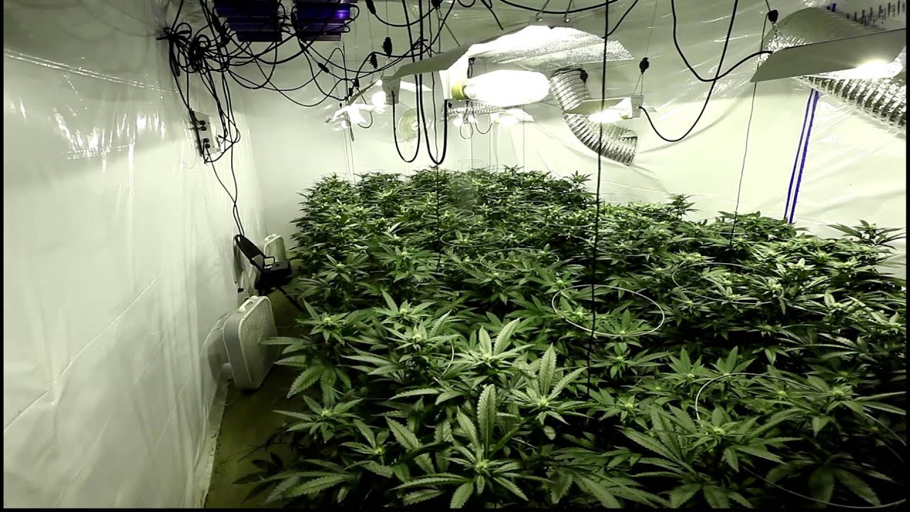 UW Purple Day 21 8000 Watt Medical Marijuana