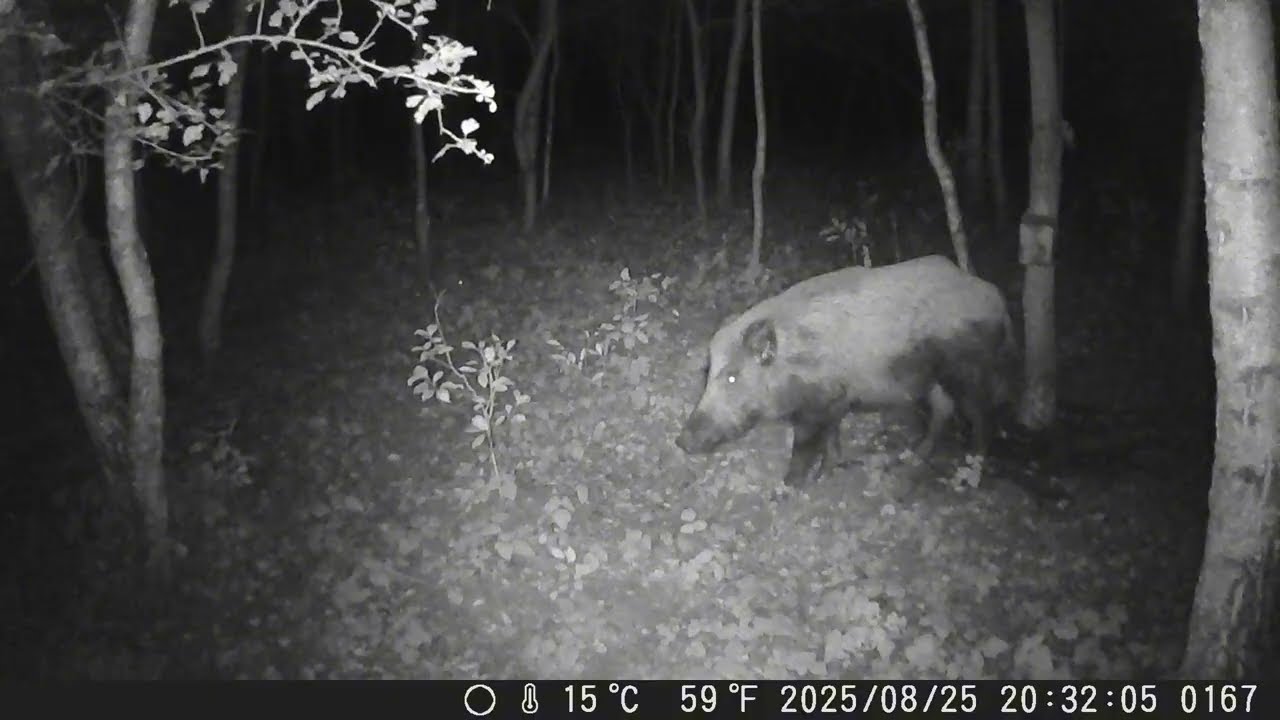 Buchtujące dziki okiem jurajskiej fotopułapki - tydzień 35 część 1