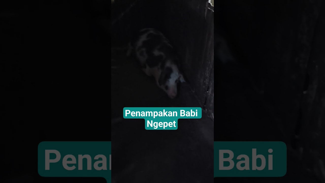 Penampakan Babi Ngepet #fyp #babingepet #vidioahorts
