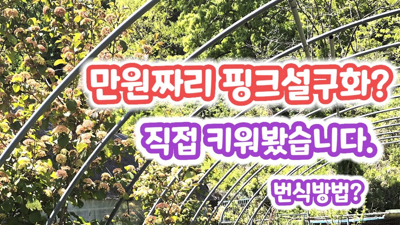 설구화 삽목으로 대품 만들었어요! 번식해서 설구화 부자 됐어요.