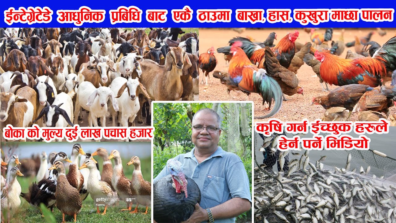 इन्टिग्रेटेड तरिकाबाट बाख्रा कुखुरा हास माछा पालन सम्बन्धि कुराकानी Goat hen duck  Farming in Nepa