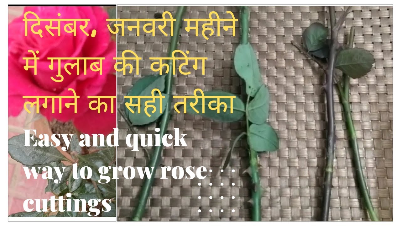 Grow  rose cuttings in December & Januaryअब दिसंबर जनवरी में भी लगा सकते हैं गुलाब की कटिंग आसानी से