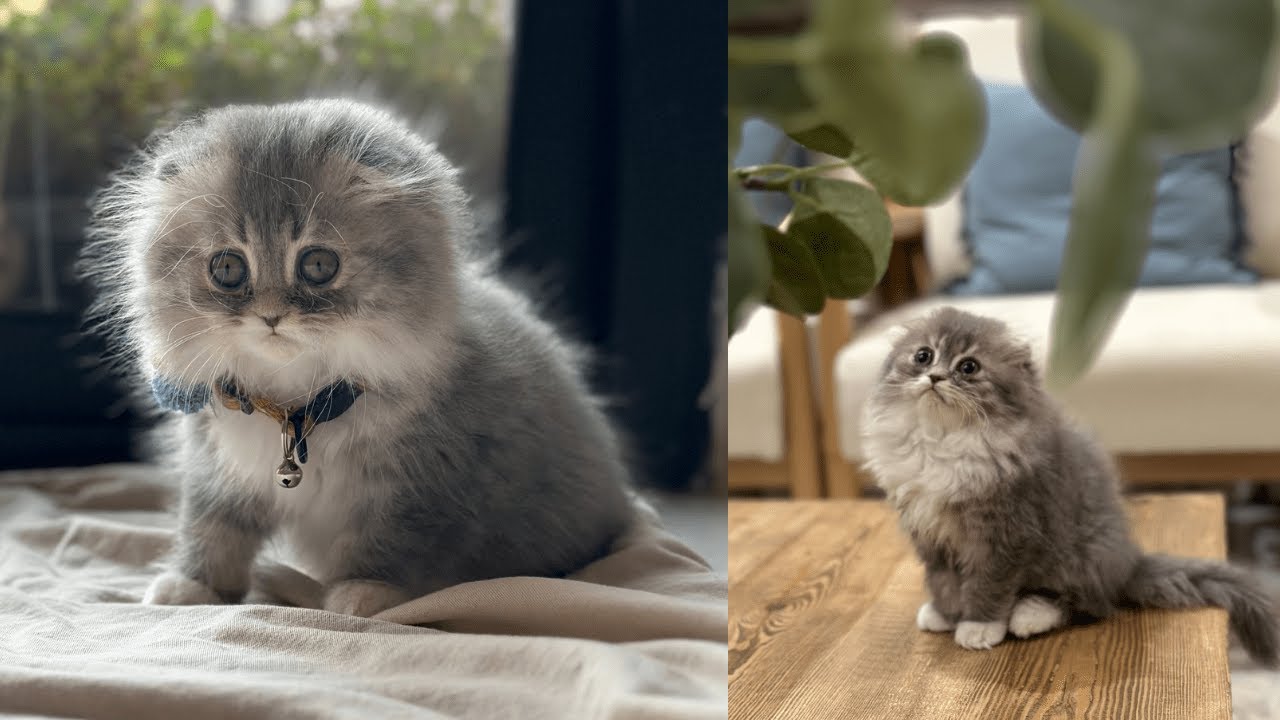 تبنيت قطة 🐈‍⬛🐈‍⬛🐈‍⬛🐈‍⬛🐈‍⬛🐈‍⬛🐈‍⬛😻