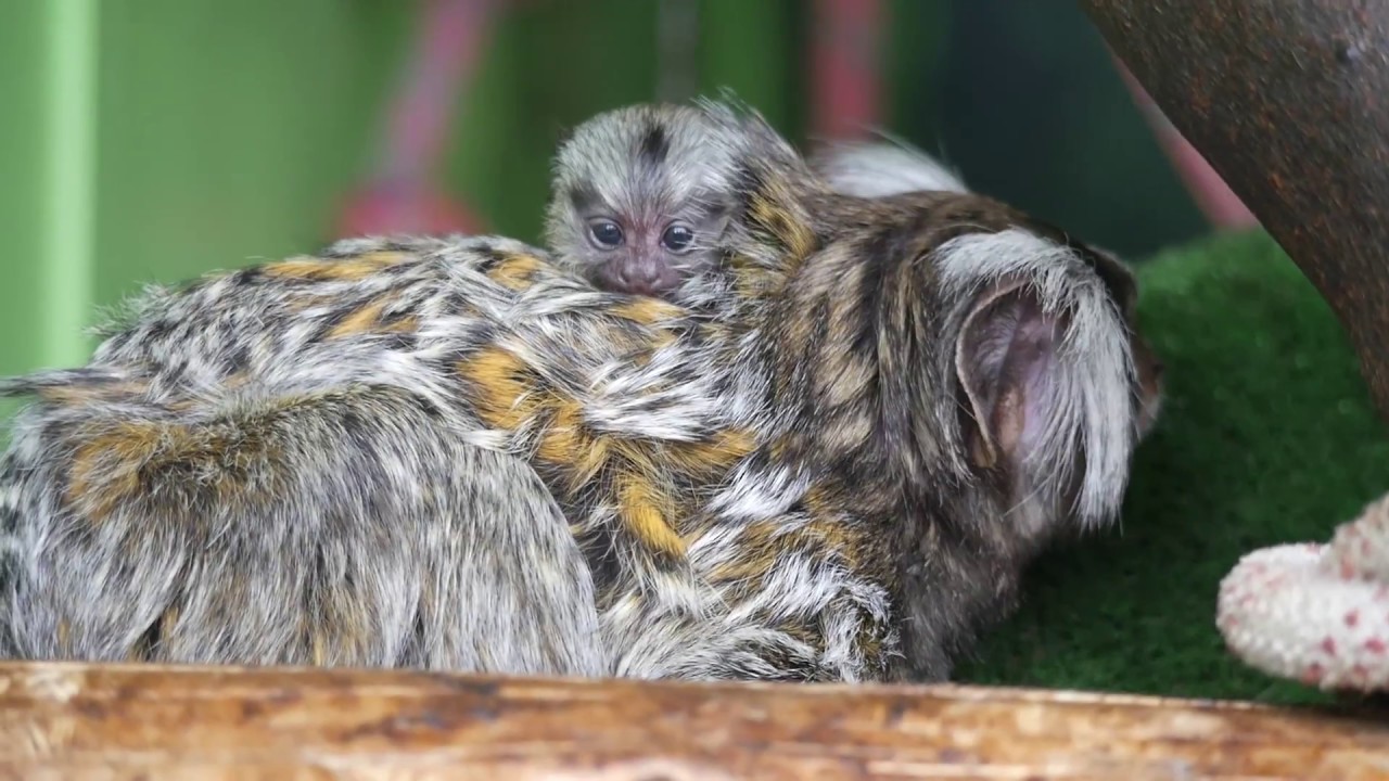 Paul & Lynsey's Zoo Tour #43 Gentleshaw Wildlife Centre MEERKAT EXPERIENCE