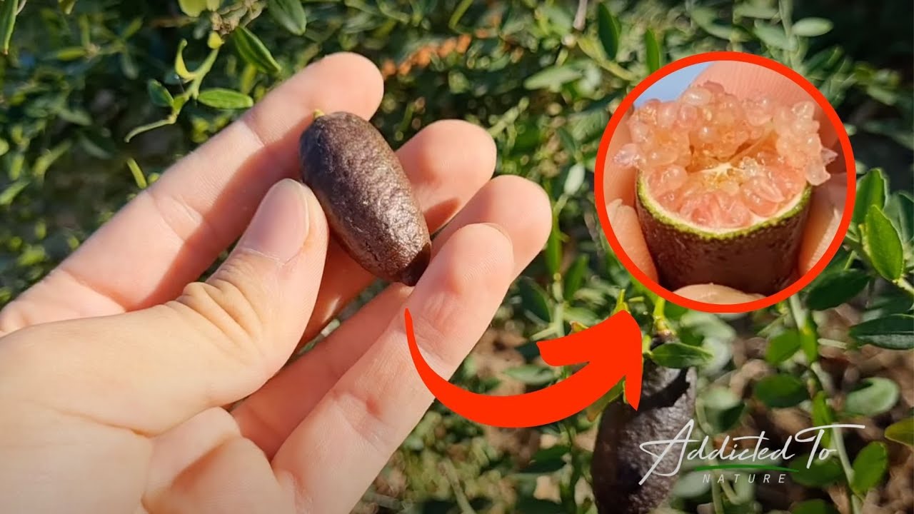 Ever tried LEMON CAVIAR? #fingerlime