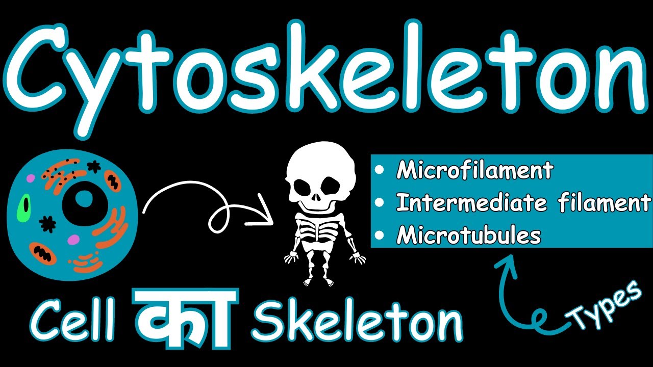 Cytoskeleton of cell | Types - Microfilament, Intermediate filament & Microtubules | Hindi