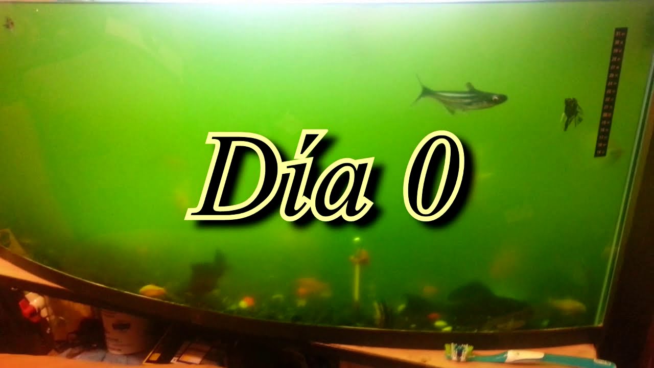 Tratamiento contra alga verde en acuario