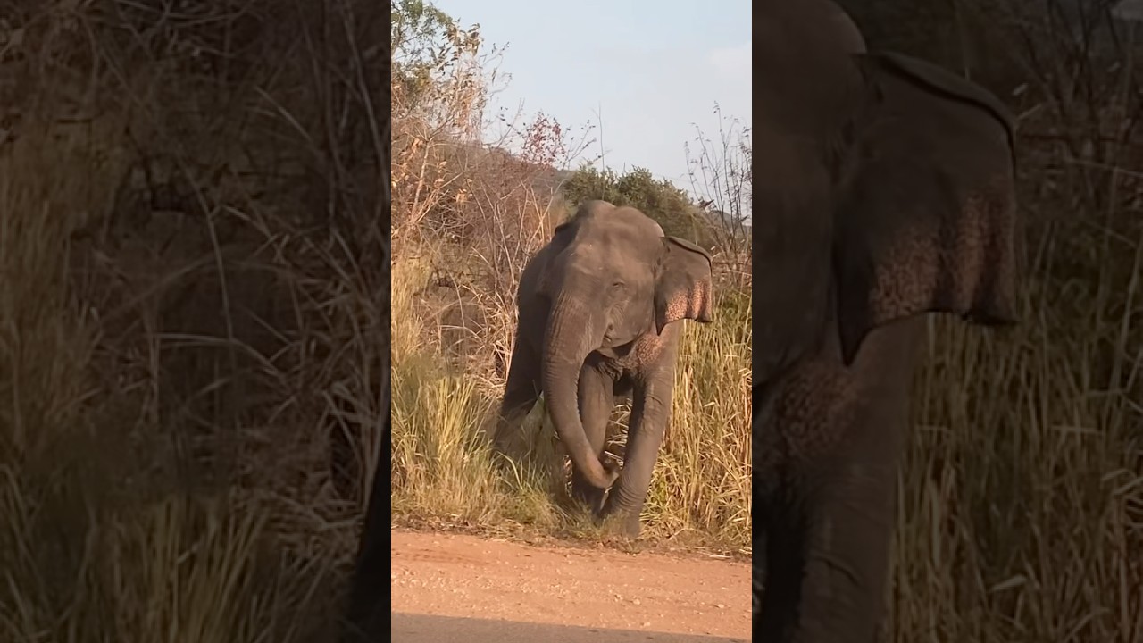 Elephant in Sri Lanka stop and wait song