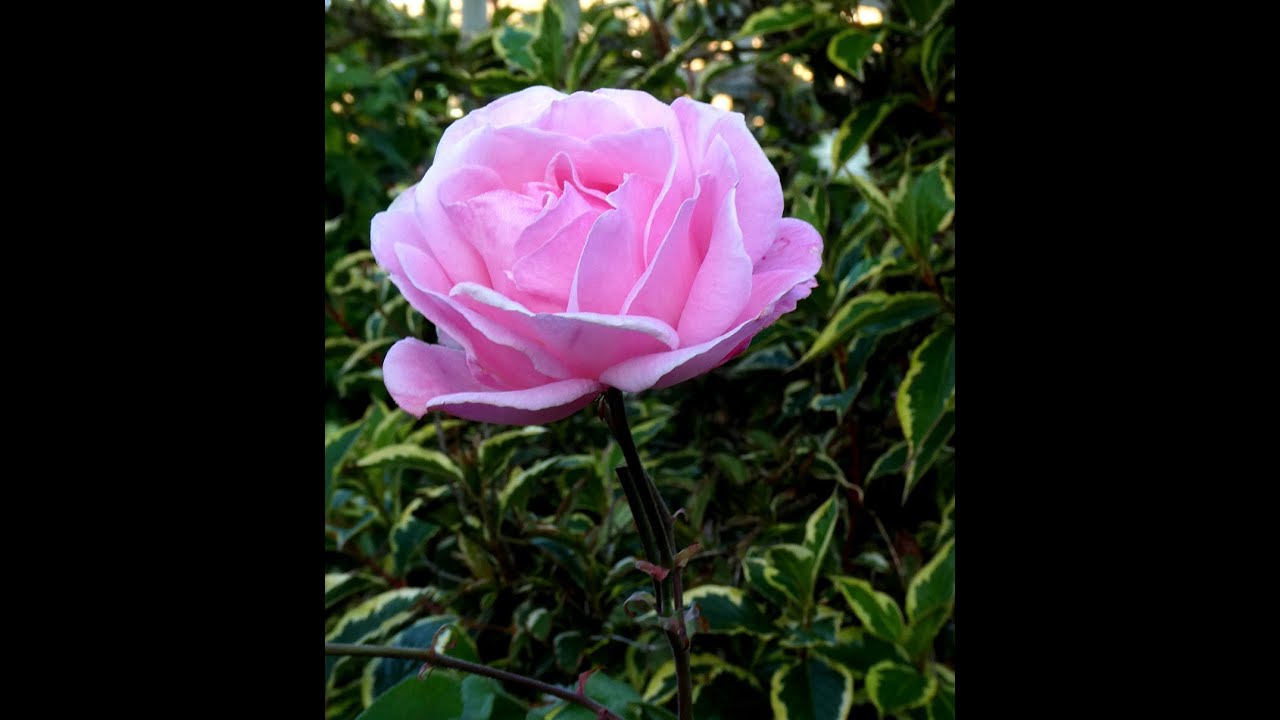 Diana's Garden August and September 2025