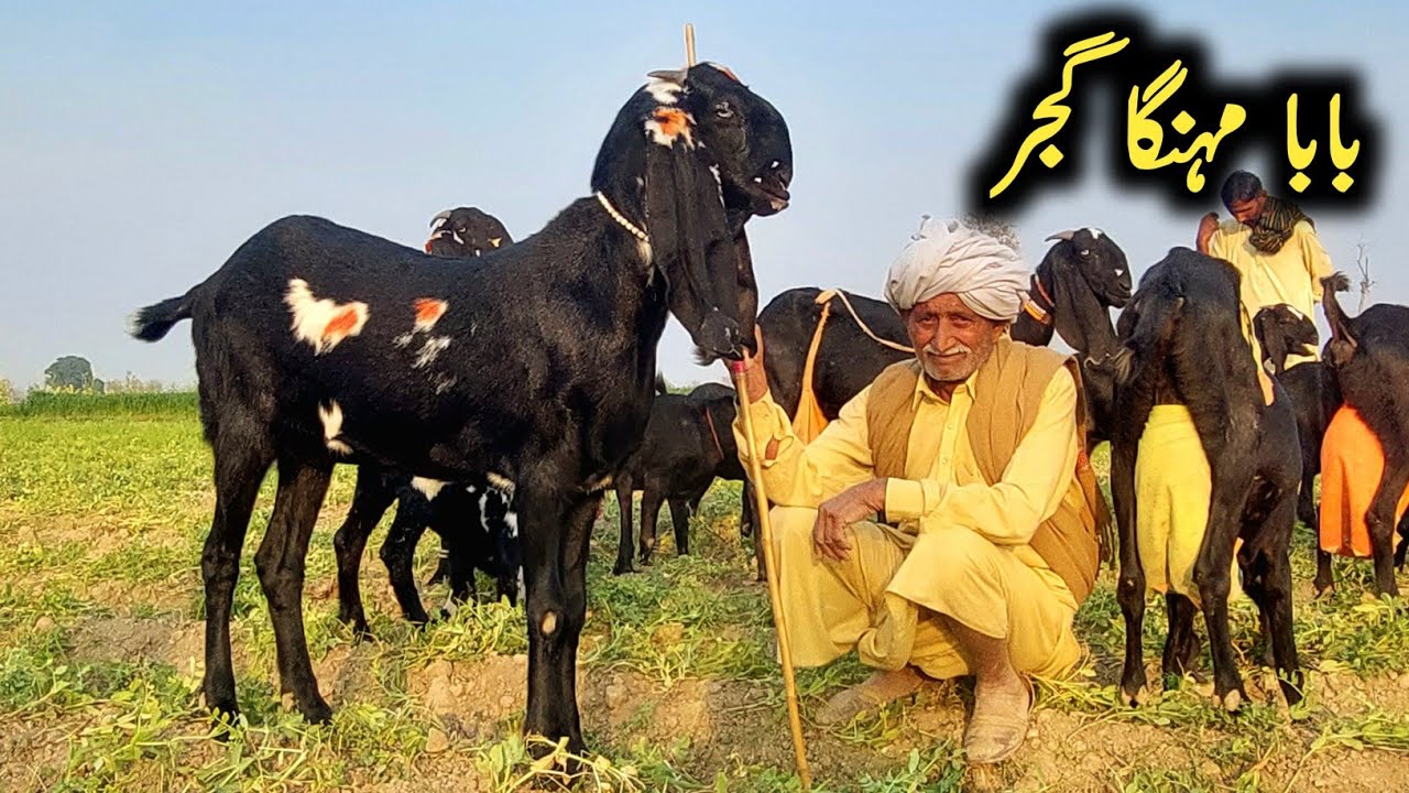Extremely Pure Amritsari  Beetal Goats Baba Mehnga Gujjar Of Pakpattan-Beetal Milking Goats Goats