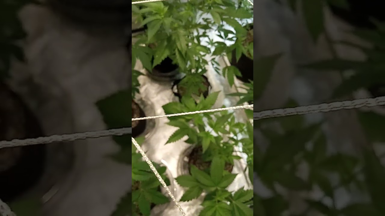 Ohio home grow