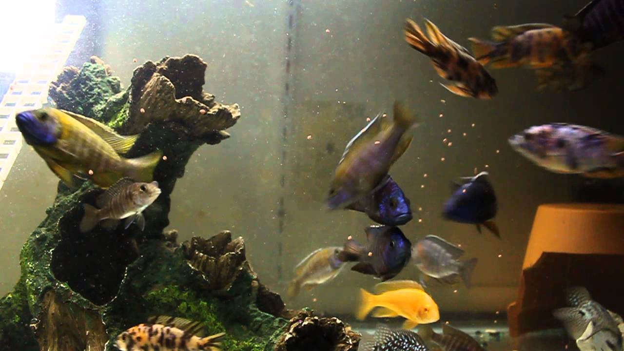 PEACOCK GAME ON FLEEK - MEGA CICHLID