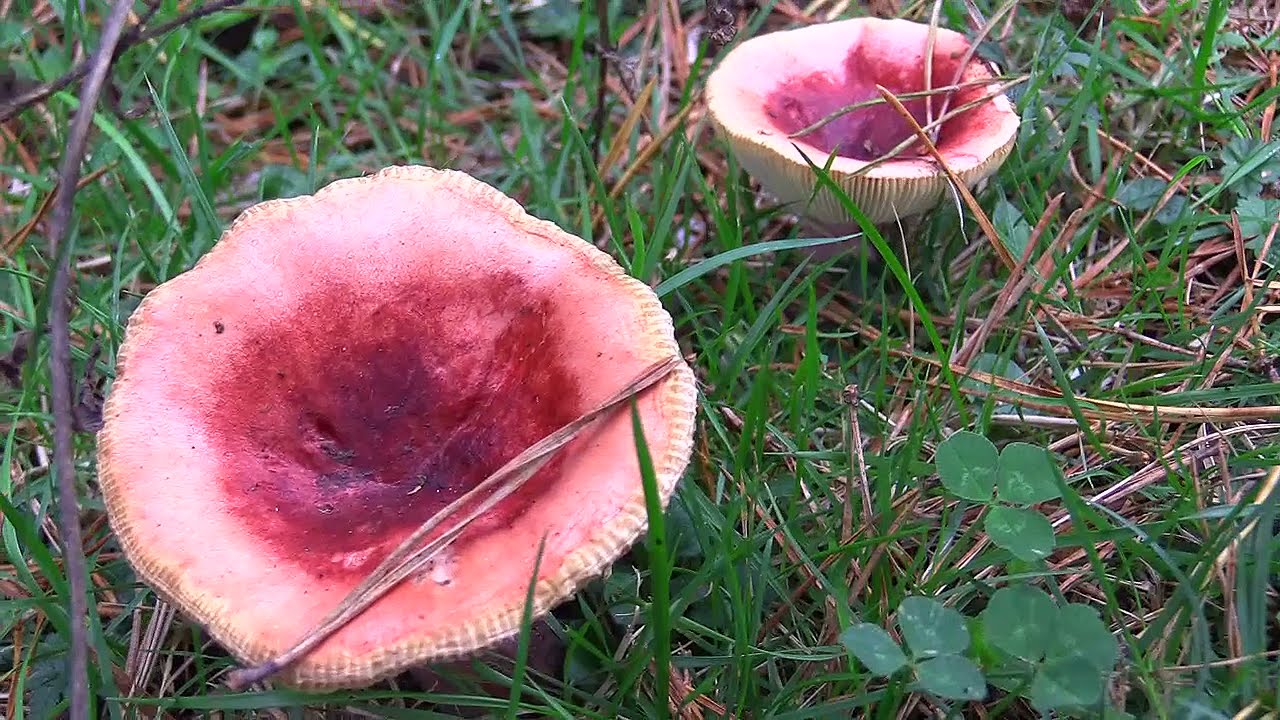 Micología | Hydnum Repandun | 20.11.2021