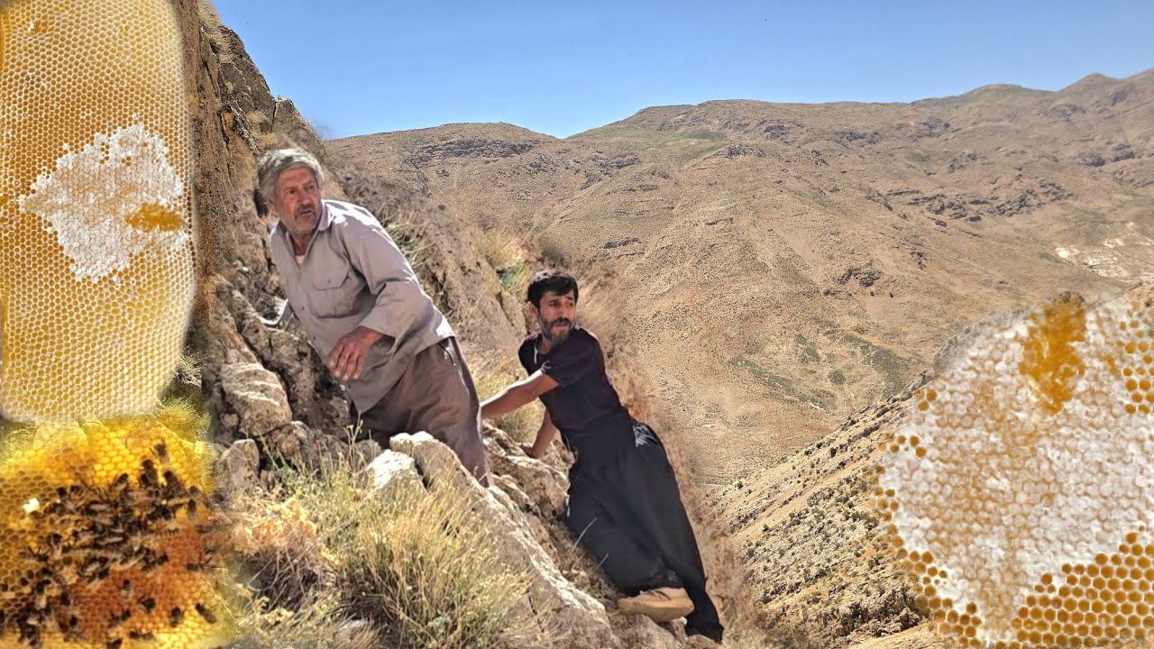 Harvesting Wild Honey in the Zagros Mountains | Hard Work and Love in the Daily Life of Nomads🐝