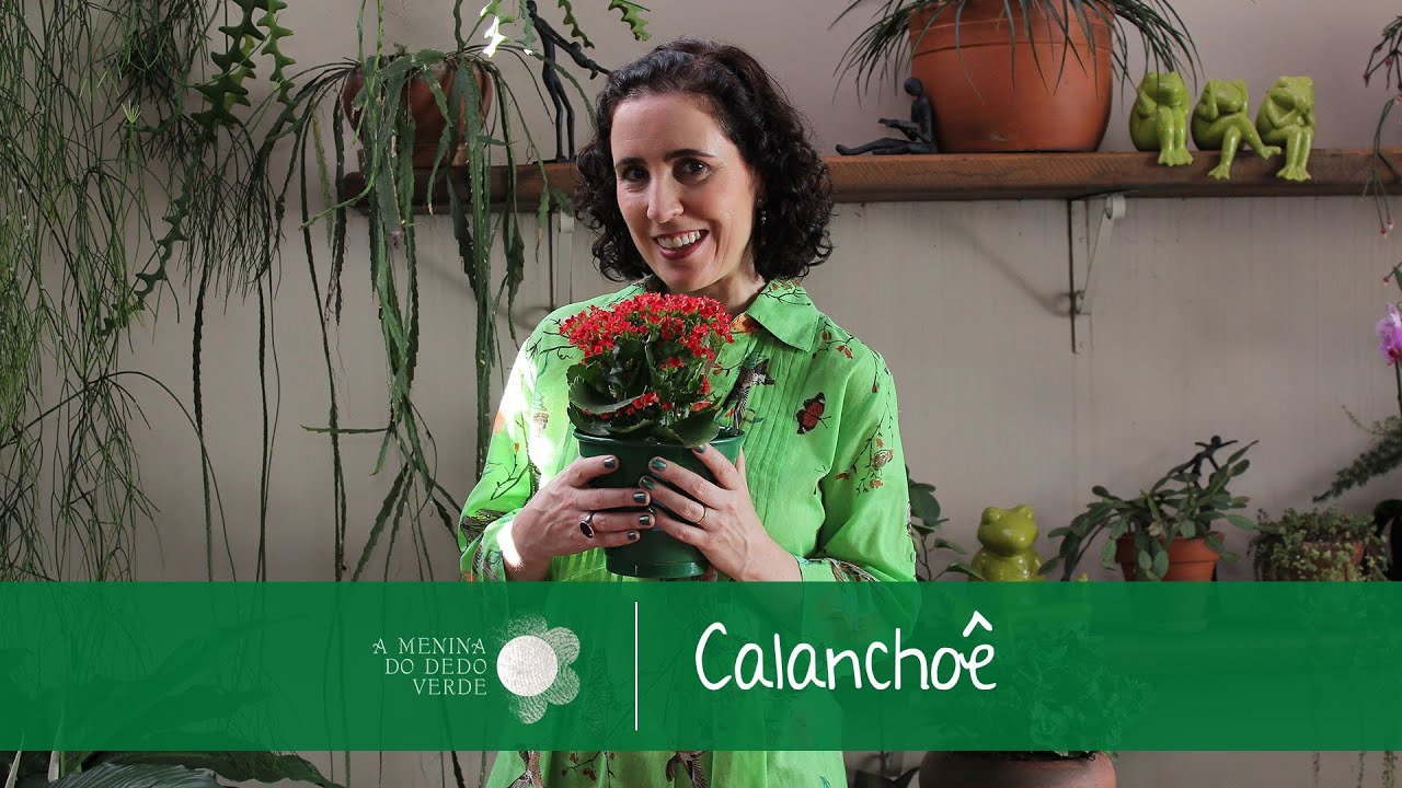 Como Cultivar Calanchoê  | Nô Figueiredo