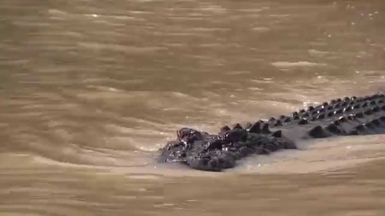 Brutus, the Giant Saltwater Crocodile of the Adelaide River