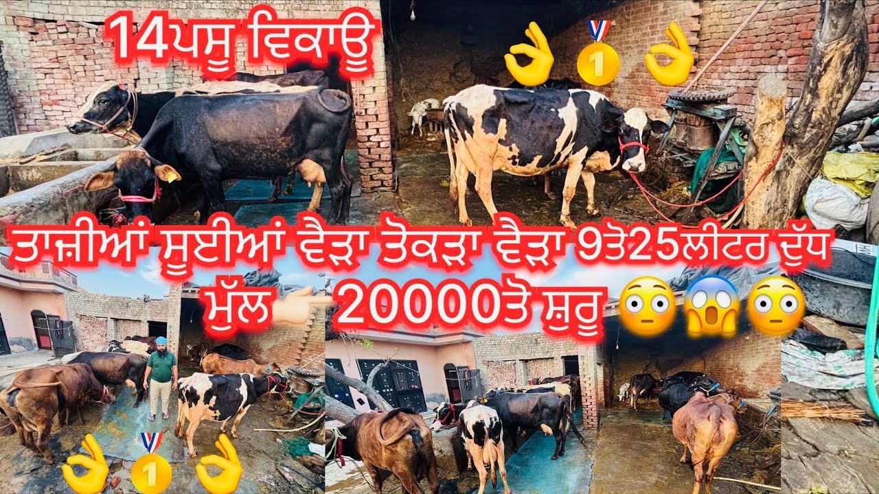March 15, 2026 📞 +91 97809 11798☎️ #ਤਾਜੀਆ_ਸੂਈਆ #ਗੱਬਣਾ #jarsicow #hfcow #sale #share #viralvideo 