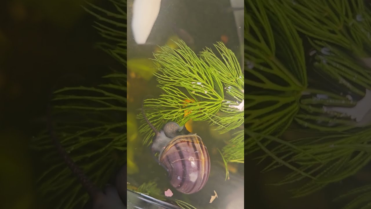 Purple mystery snail siphons water to catch a snack. In the next video he meets up with friends.