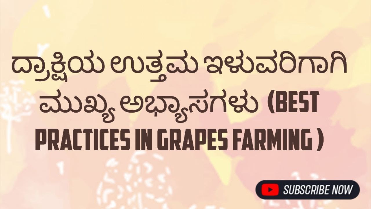 ಹೆಚ್ಚಿನ ದ್ರಾಕ್ಷಿ ಇಳುವರಿಗಾಗಿ ಉತ್ತಮ ಅಭ್ಯಾಸಗಳು (Best Practices in grapes farming)