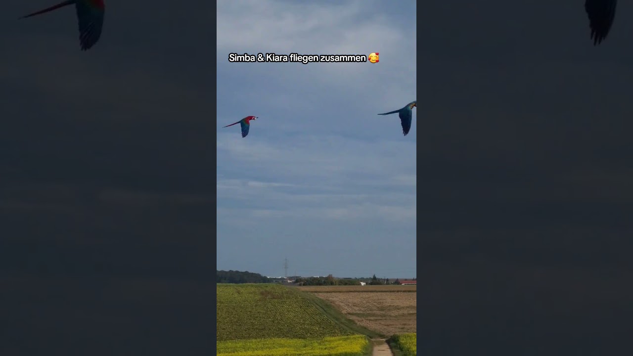 Fliegen ist einfach toll! 🥰 #shorts #papageien #papagei #parrot #happy #parrots #freeflight #freefly