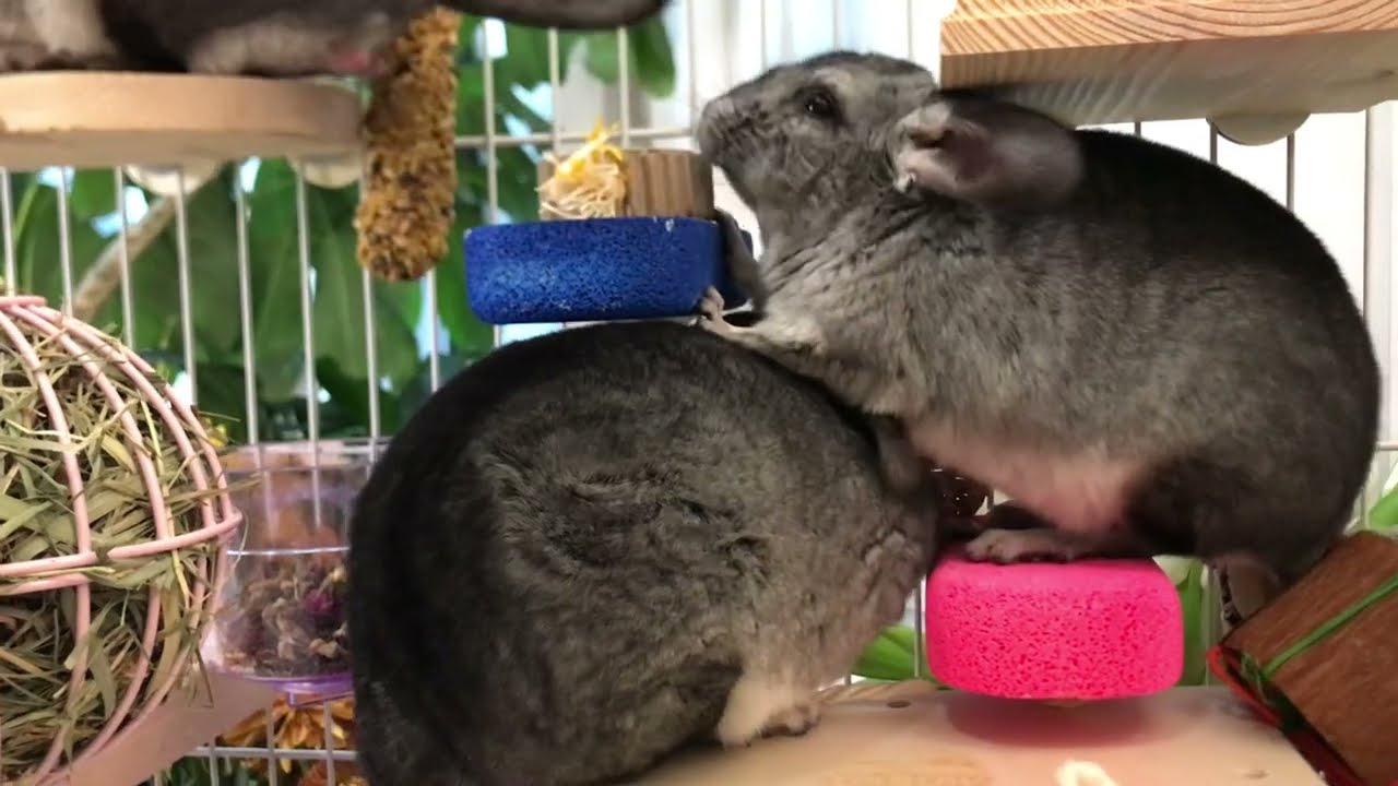 Chinchilla's (Buddha) 1st Birthday Party