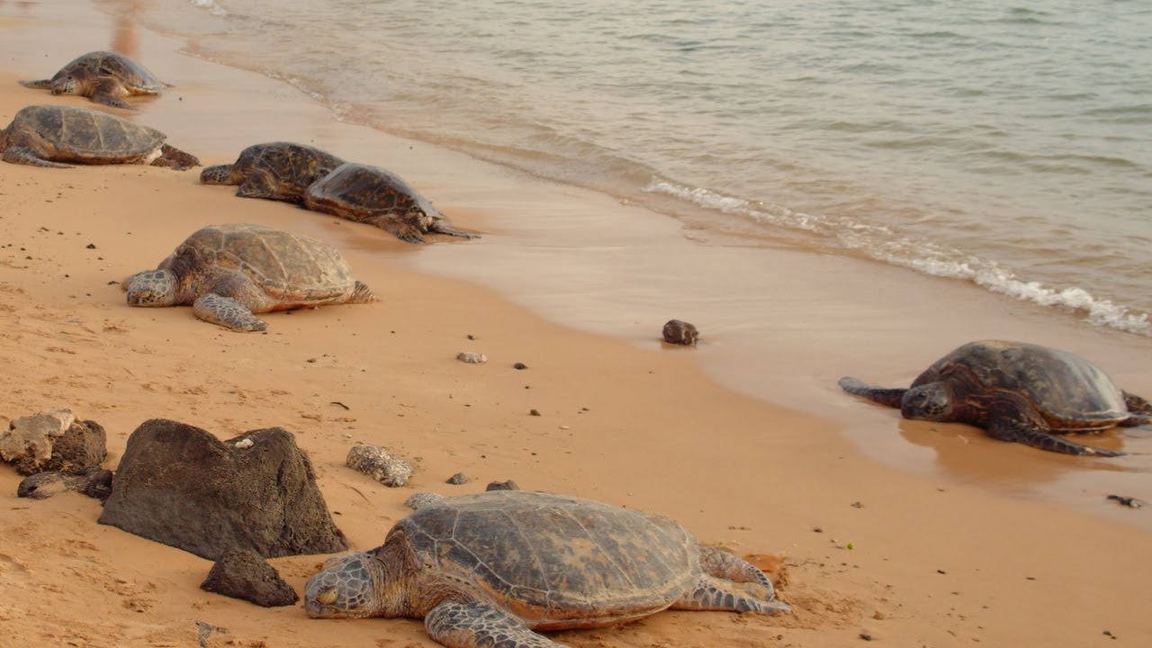 Kauai Animal Ambience | Animals you can easily find on Kauai