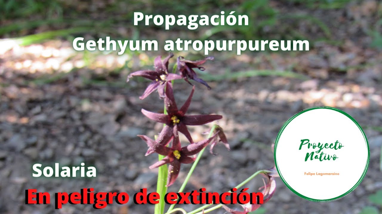 Propagación Gethyum atropurpureum (solaria) Proyecto Nativo