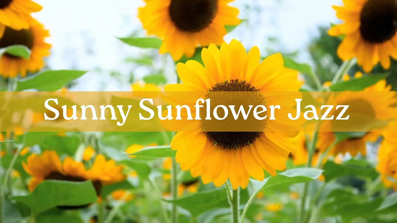 Sunny Sunflower Jazz 🌻 Happy Bossa Nova & Uplifting Morning Piano