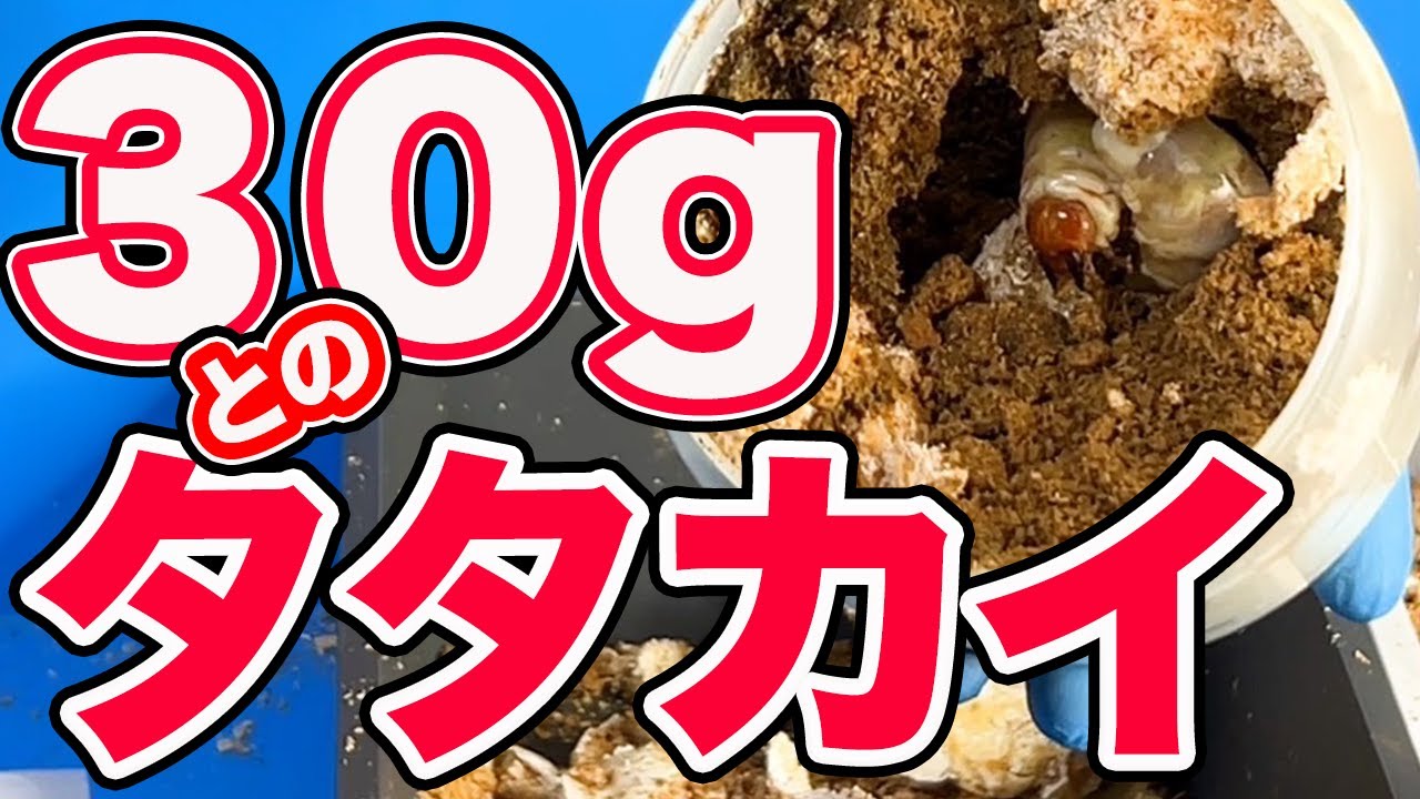 【夢のオオクワガタへの道】能勢YG１〜２本目幼虫の菌糸ビン交換（8本）をしました。