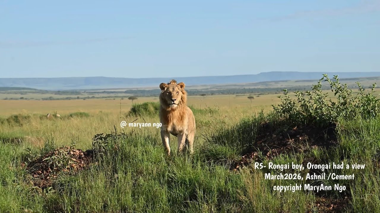 Orongai, bold boy, pale colored, R5 Rongai Boys, BRB sons, Maasai Mara lions, nomads
