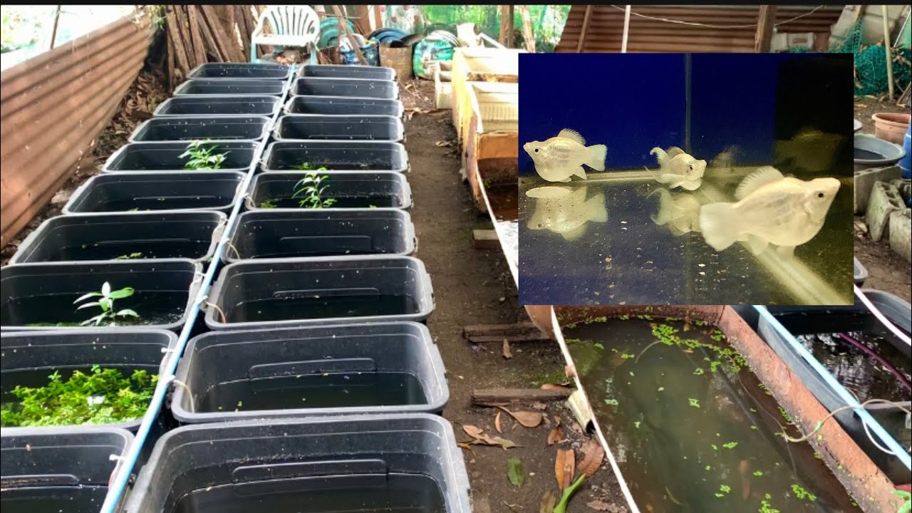 PKBM update | Hendrix Backyard