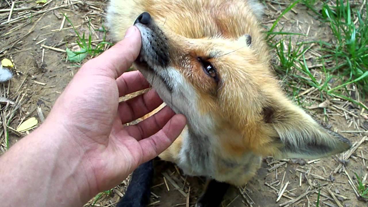 Foxie bliss - the epic neck massage