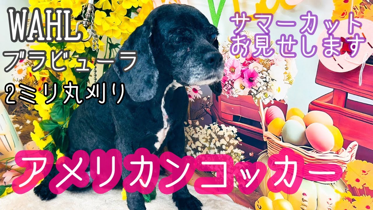 【アメリカンコッカー】WAHLブラビユーラバリカン1.9mm丸刈りサマーカット！ノーカットでお見せしています