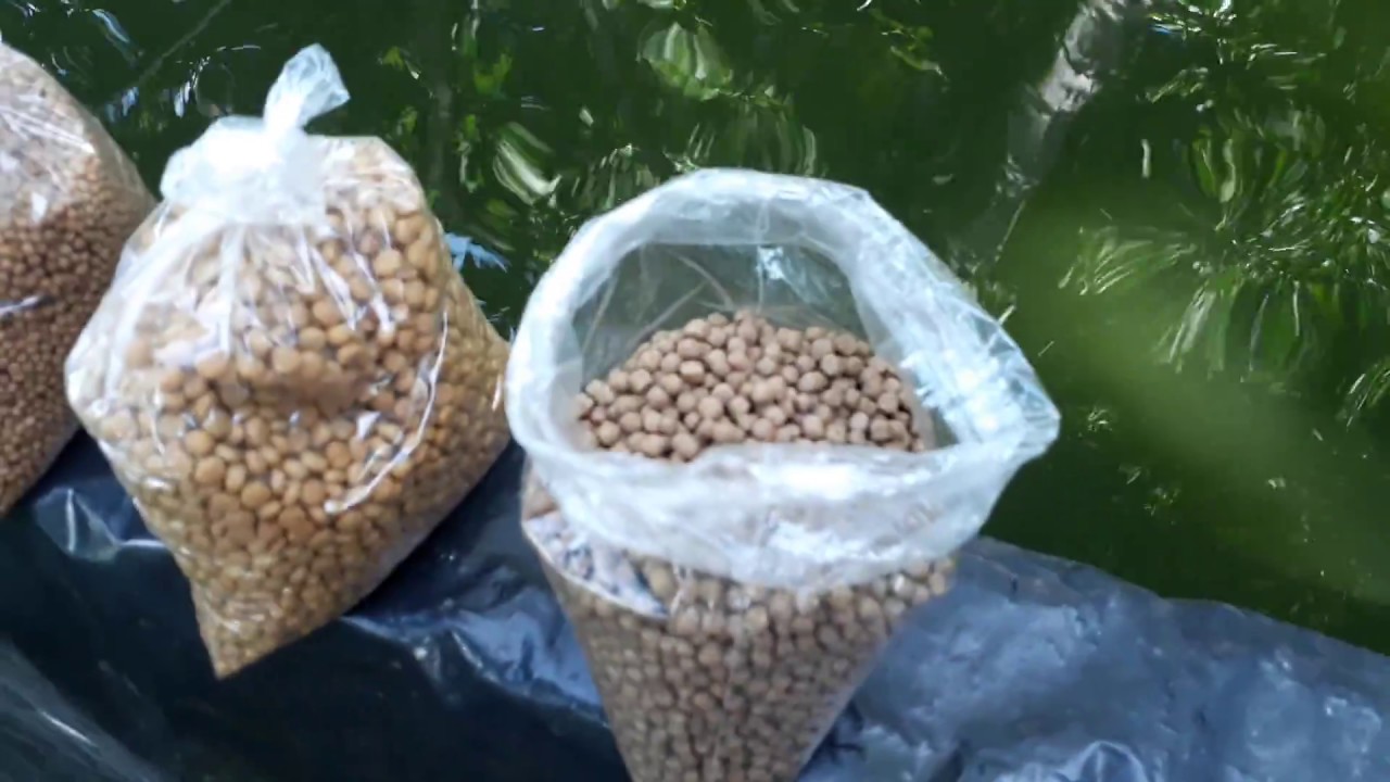 Mis tilapias alimentacion segun tamaño paso a paso