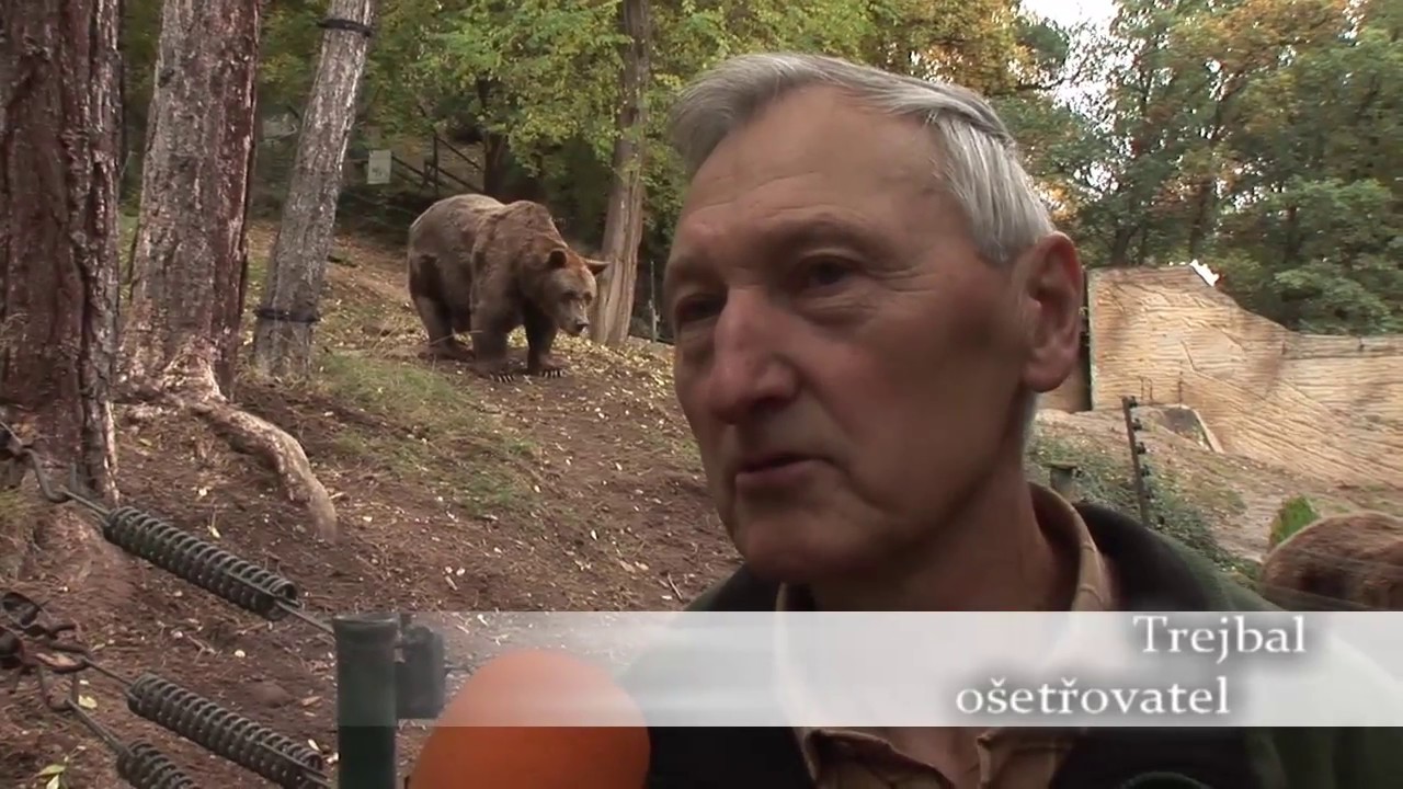 Medvědi v Zoo Plzeň