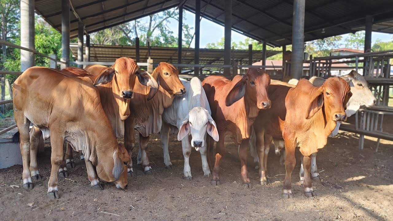 Ep.1484 เปิดแบ่งวัวบรามัน NLนิลละออฟาร์ม ลพบุรี #วัว #วัวงาม #farm 