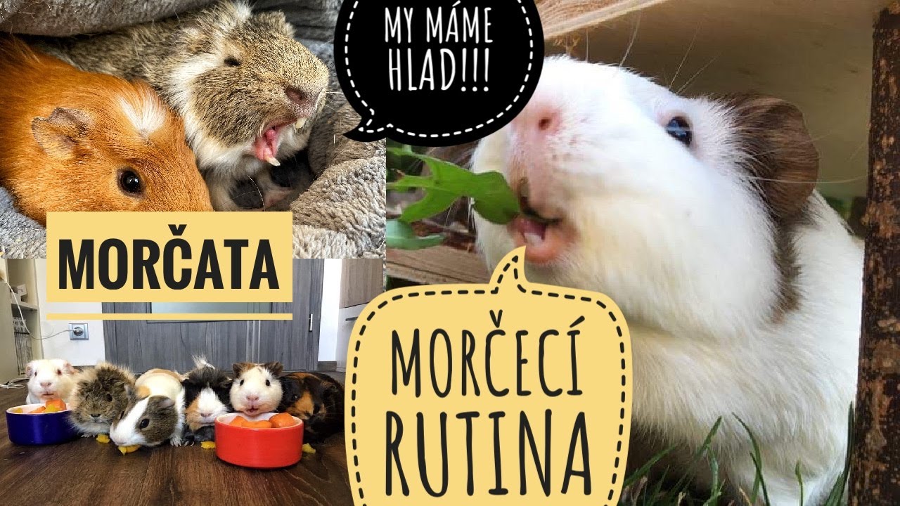 MORČATA-DENNÍ RUTINA