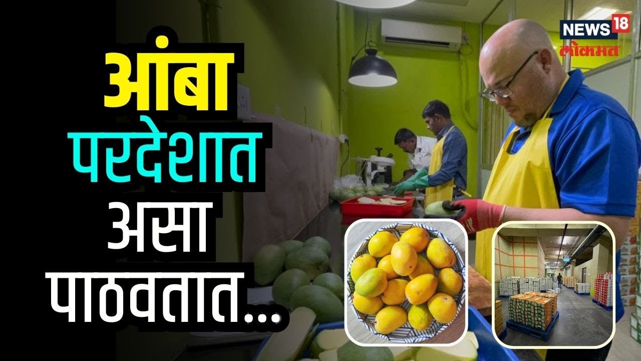 Alphonso Export | परदेशात आंबा कसा पाठवला जातो तुम्हाला माहितीये का? पाहा संपूर्ण प्रोसेस | #local18